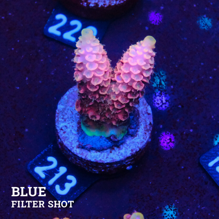 Acropora Millepora 'Snowy Mountain'