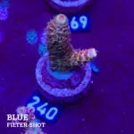 Acropora Millepora 'Rainbow'