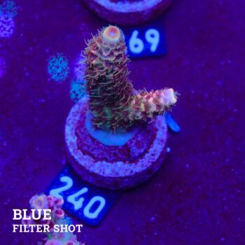 Acropora Millepora 'Rainbow' (Arco iris)
