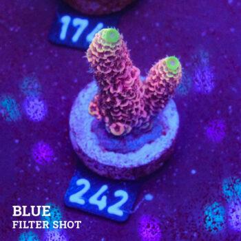 Acropora Millepora 'Snowy Mountain' (Montaña nevada)
