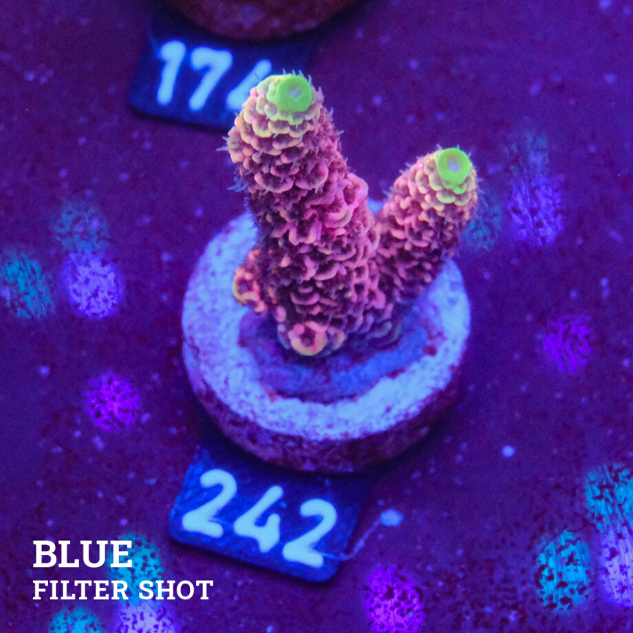 Acropora Millepora 'Snowy Mountain' (Montaña nevada)