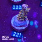 Vivids Confetti