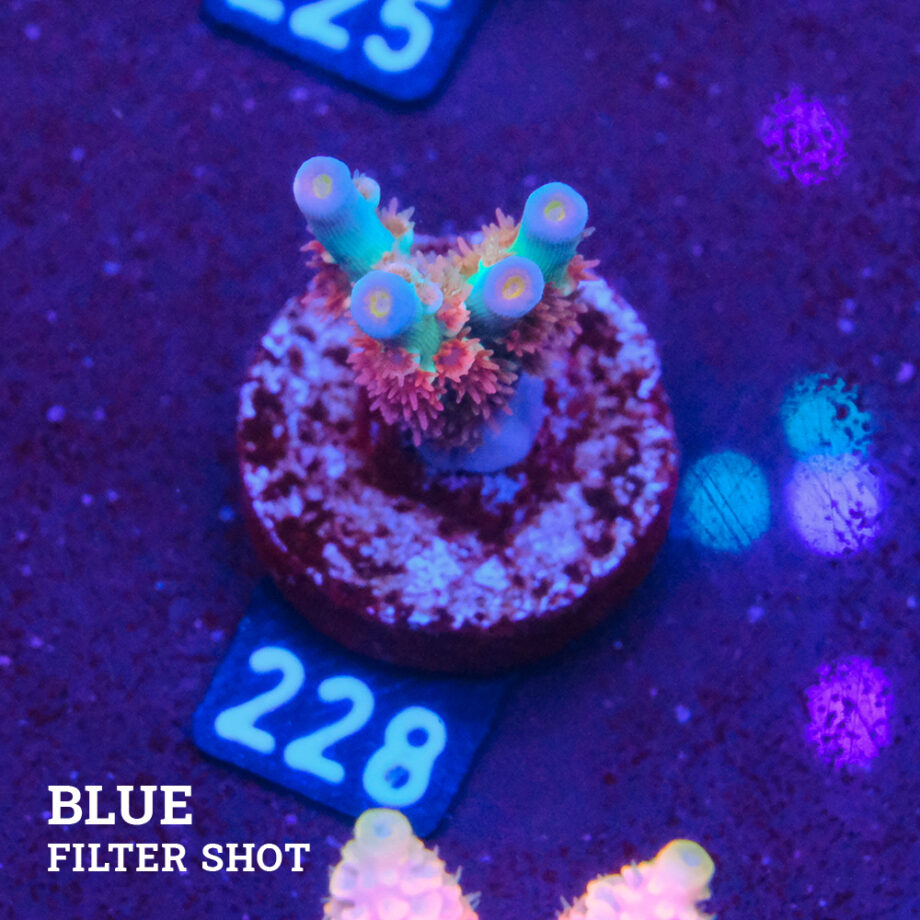 Acropora Tenuis 'Angry Birds'