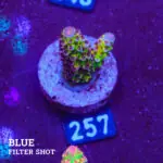 Acropora 'Fluo Bicolor II'