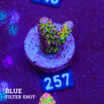 Acropora 'Fluo Bicolor II'