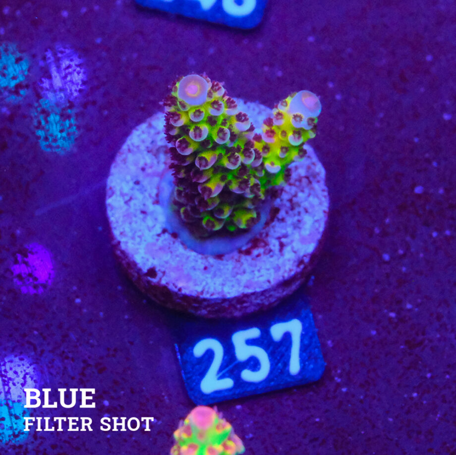 Acropora 'Fluo Bicolor II'