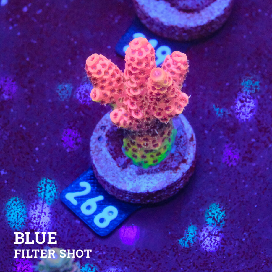 Acropora Millepora 'Pink'
