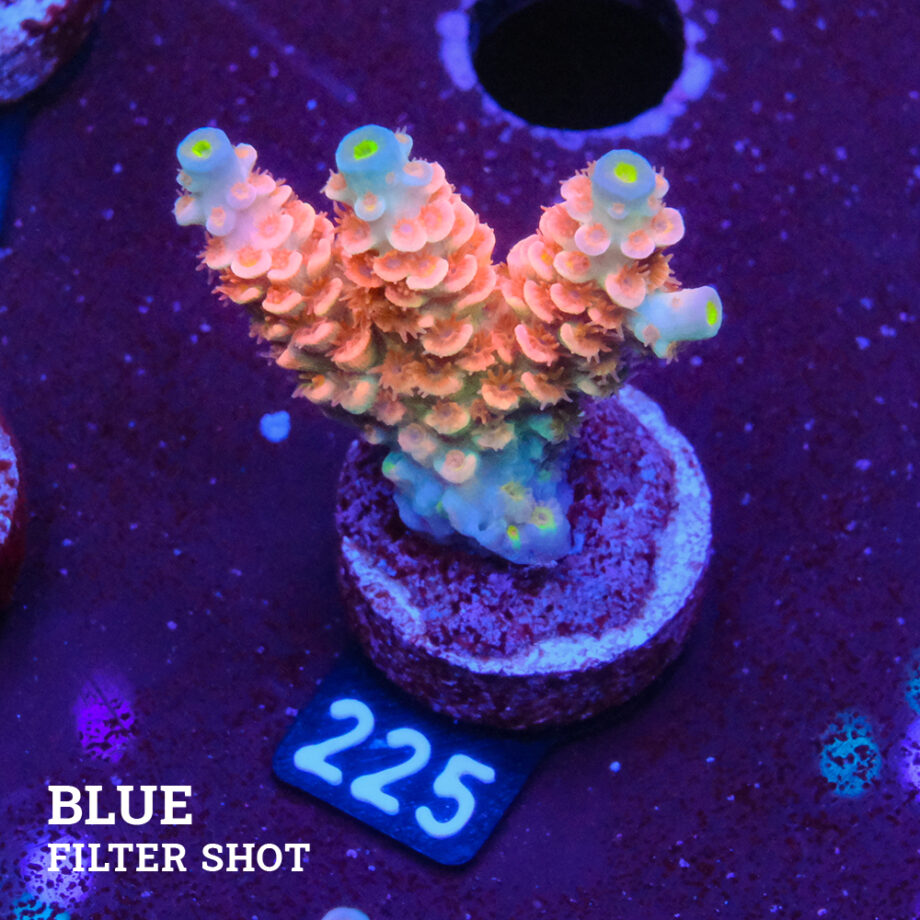 Acropora Tenuis 'Rainbow Pink'