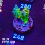 Acropora Tenuis 'Rainbow Green' B-goods