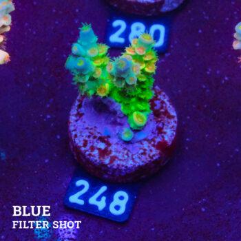 Acropora Tenuis 'Rainbow Green' B-goods