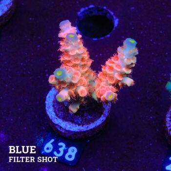 Acropora Tenuis 'Rainbow Pink' (rosa arco iris)