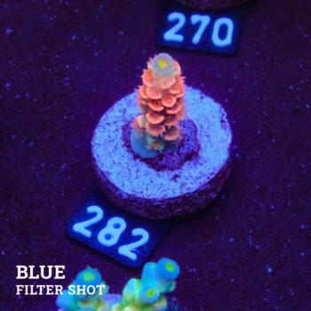 Acropora Tenuis 'Rainbow Pink' (rosa arco iris)