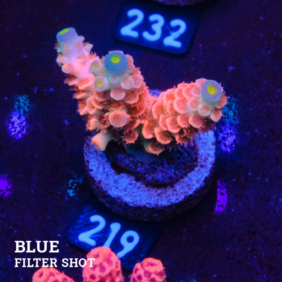 Acropora Tenuis 'Rainbow Pink' (rosa arco iris)