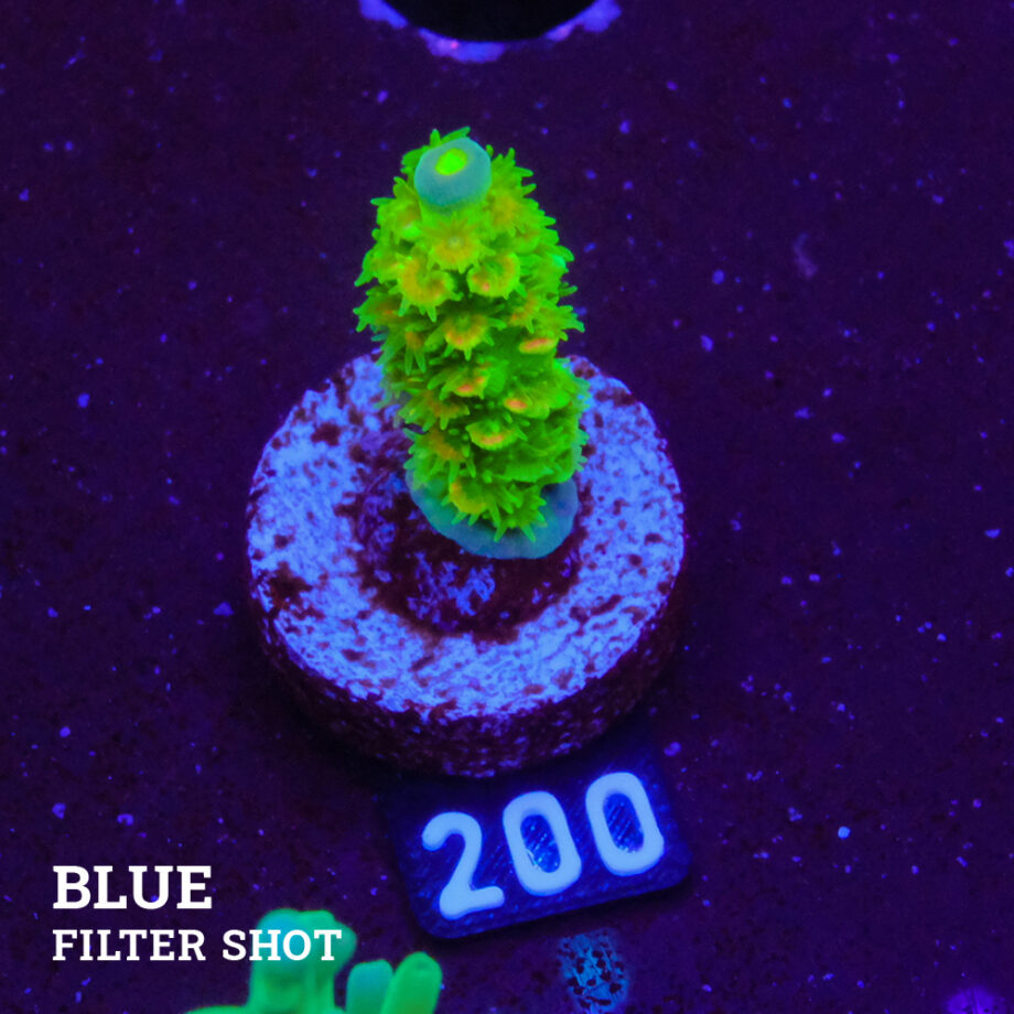Acropora Tenuis 'Rainbow Ultra'