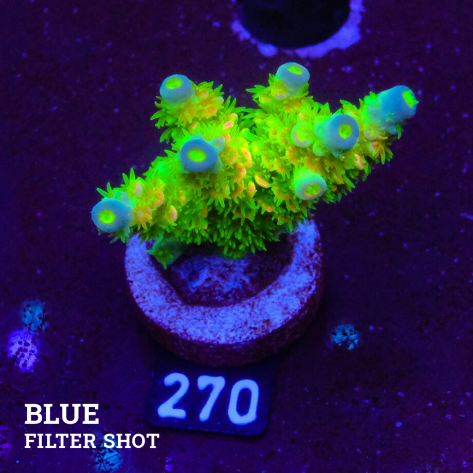 Acropora Tenuis 'Rainbow Ultra'