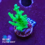 TK Blue Hulock