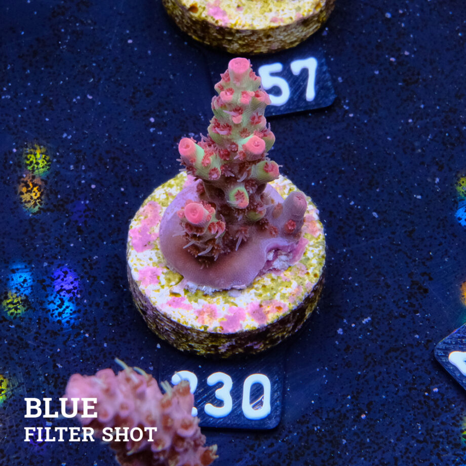 Acropora Microklados 'SSC'