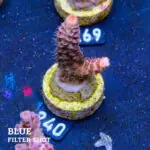 Acropora Millepora 'Rainbow'