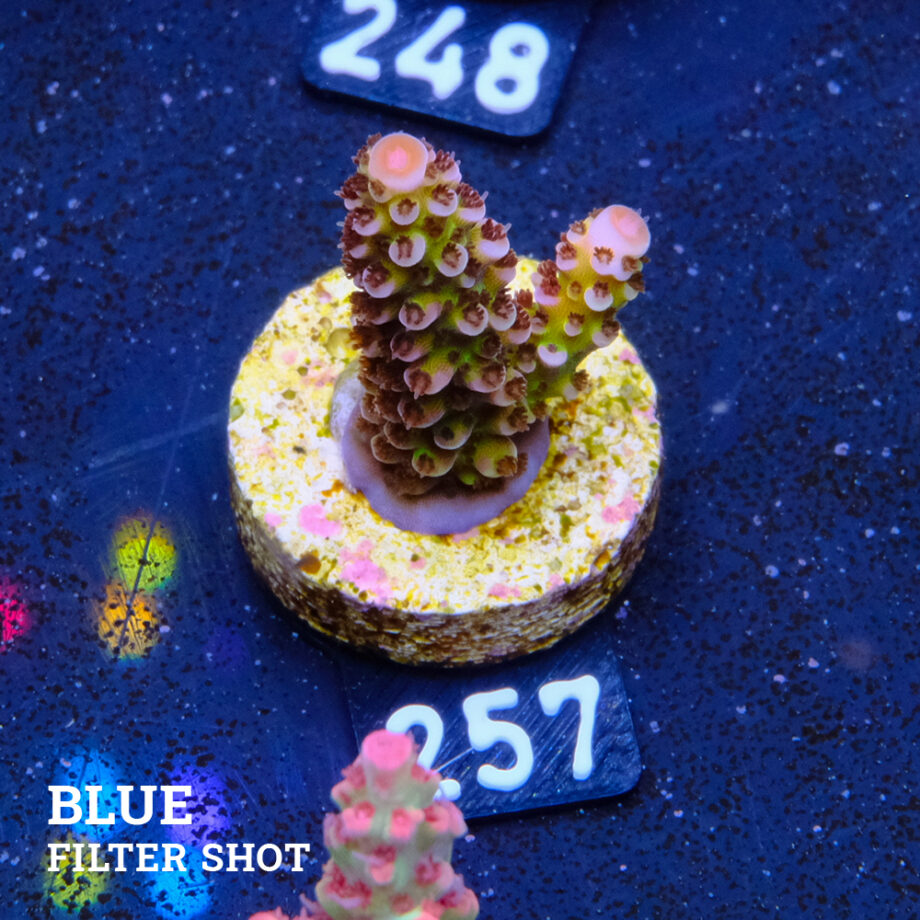 Acropora 'Fluo Bicolor II'