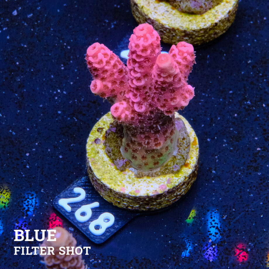 Acropora Millepora 'Pink'