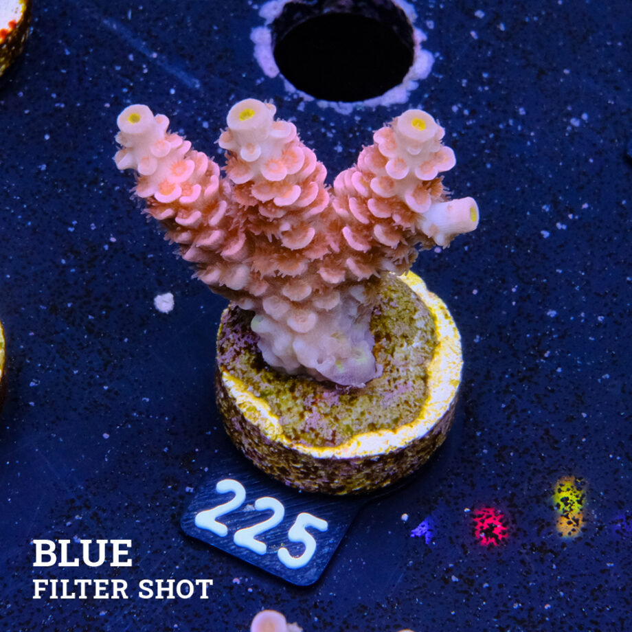 Acropora Tenuis 'Rainbow Pink'