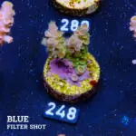 Acropora Tenuis 'Rainbow Green' B-goods