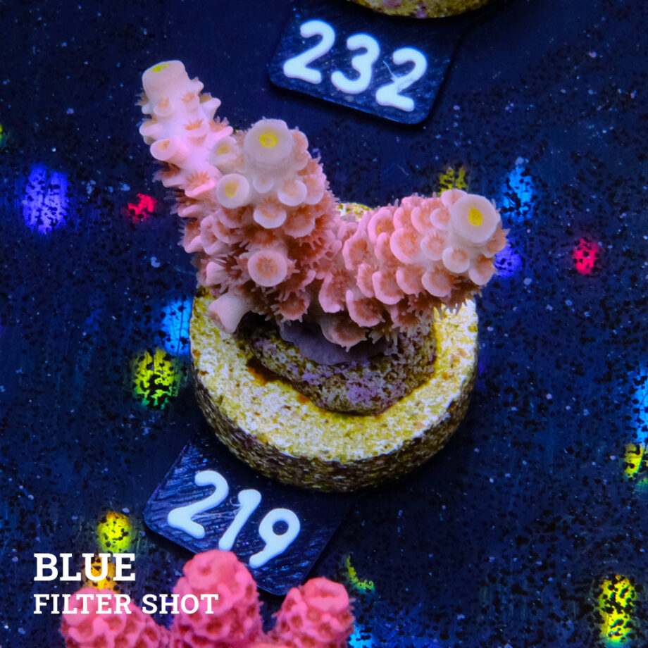 Acropora Tenuis 'Rainbow Pink' (rosa arco iris)