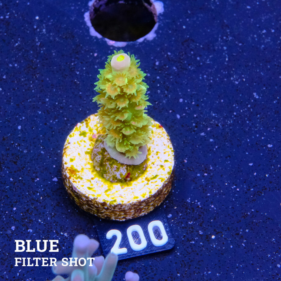 Acropora Tenuis 'Rainbow Ultra'