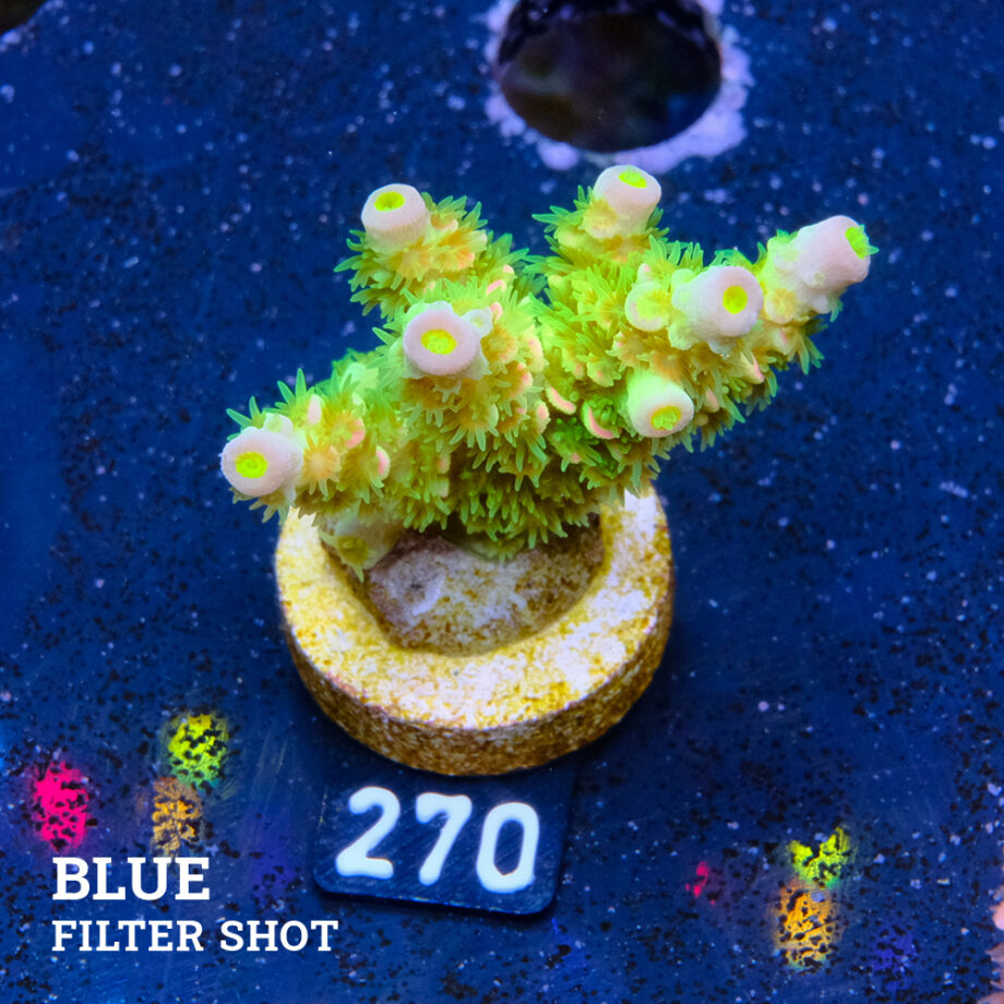 Acropora Tenuis 'Rainbow Ultra'