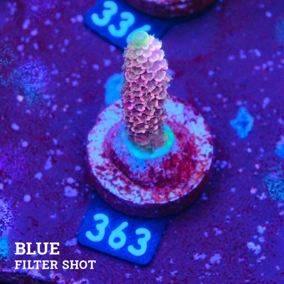 Acropora Millepora 'Snowy Mountain'