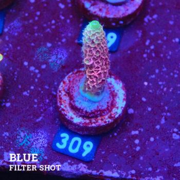 Acropora Millepora 'Snowy Mountain