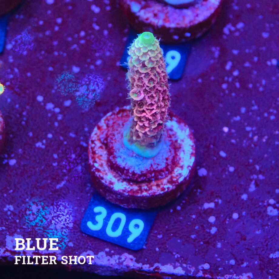 Acropora Millepora 'Snowy Mountain'