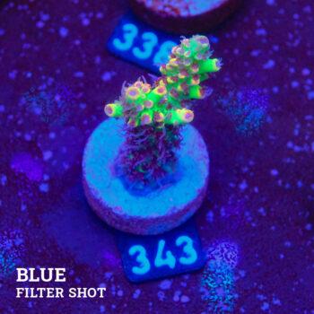 Acropora Microklados 'SSC