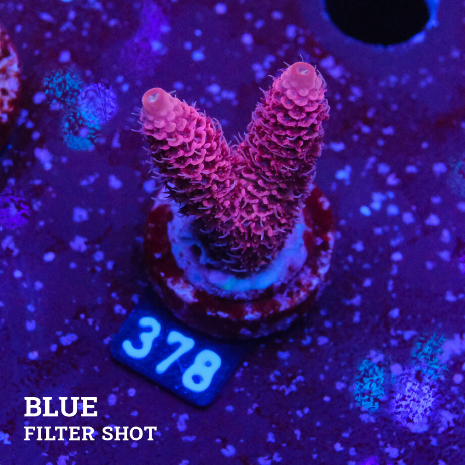 Acropora Millepora 'Purple'
