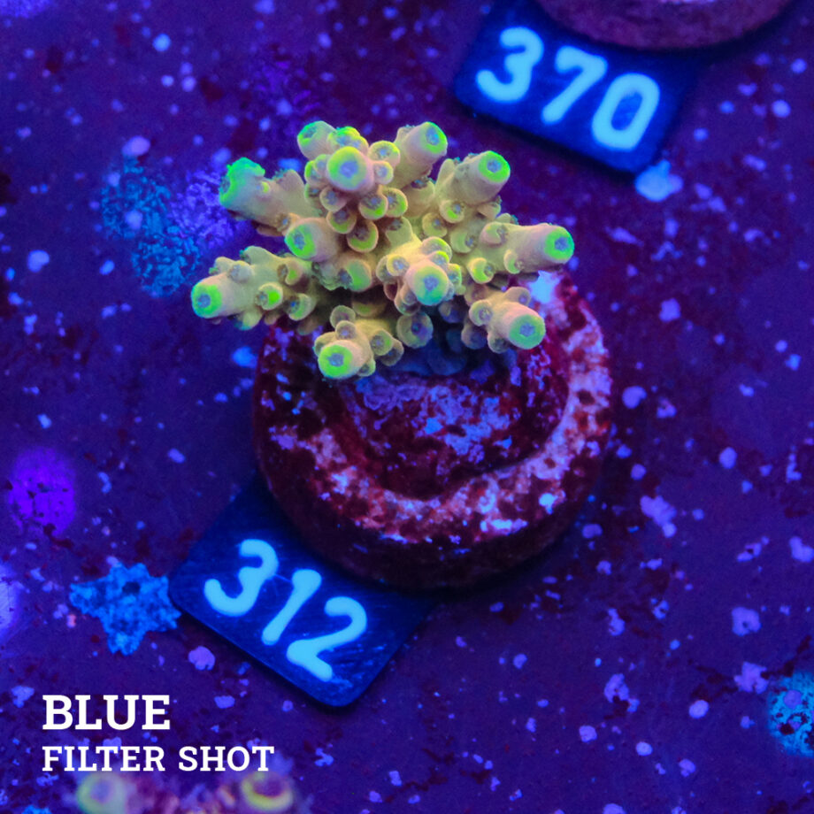 Acropora Latistella 'Bali Shorty'