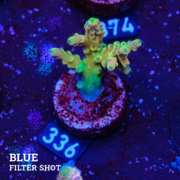 Acropora Latistella 'Bali Shorty