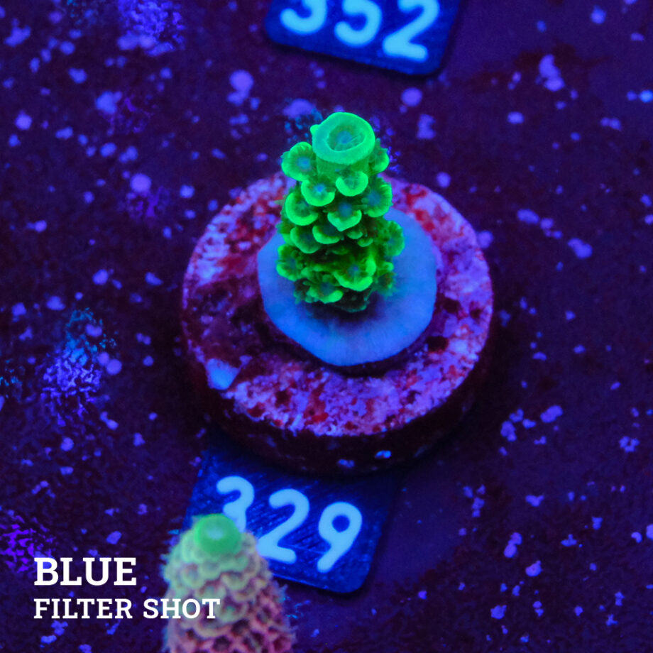 Acropora Tenuis 'Petrol'