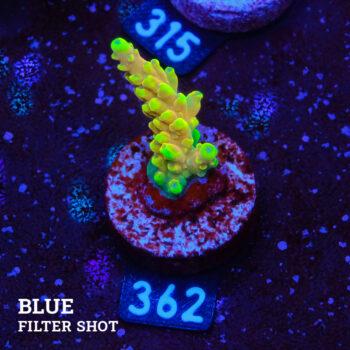 Acropora Latistella 'Bali Shorty