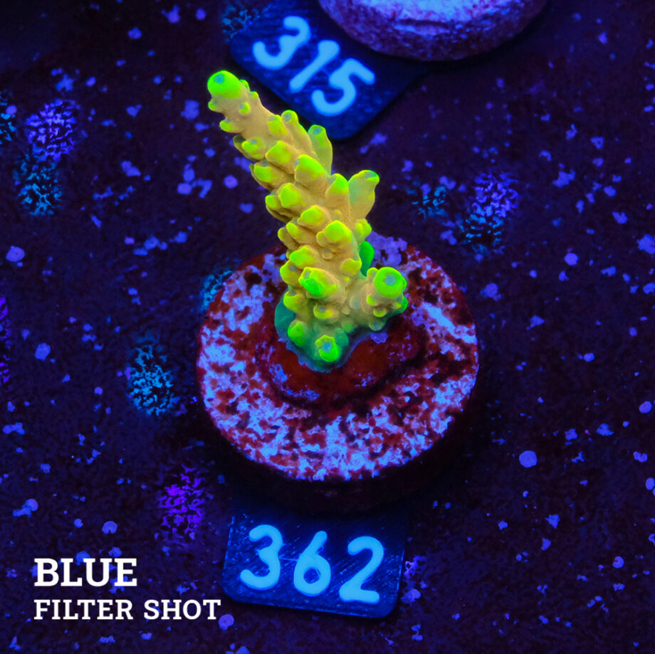 Acropora Latistella 'Bali Shorty'