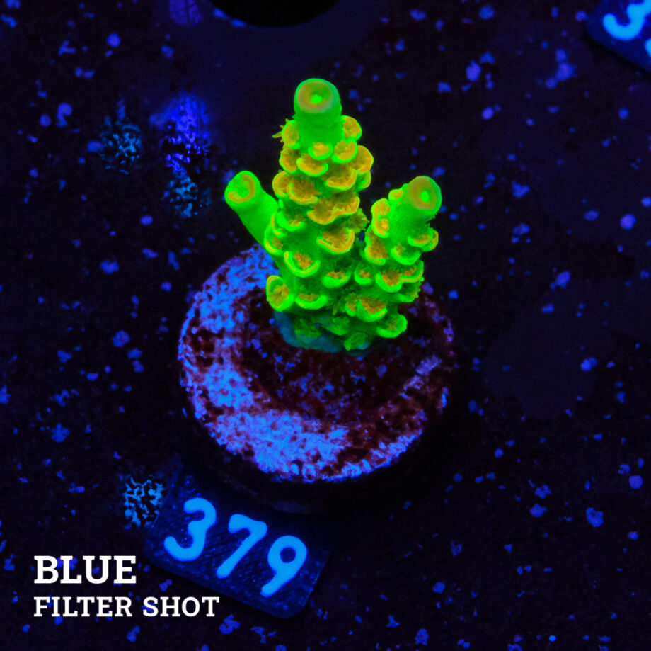 Acropora Tenuis 'Indo Green'