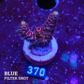 Acropora Millepora 'Pink & Blue Polyp