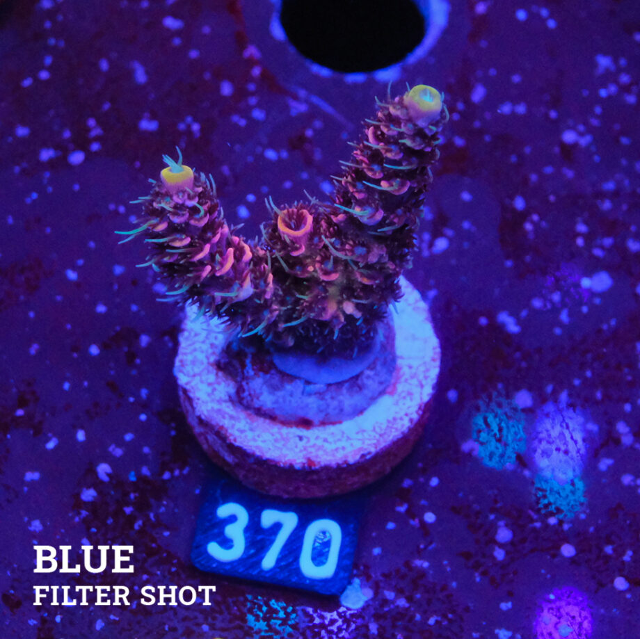 Acropora Millepora 'Pink & Blue Polyp