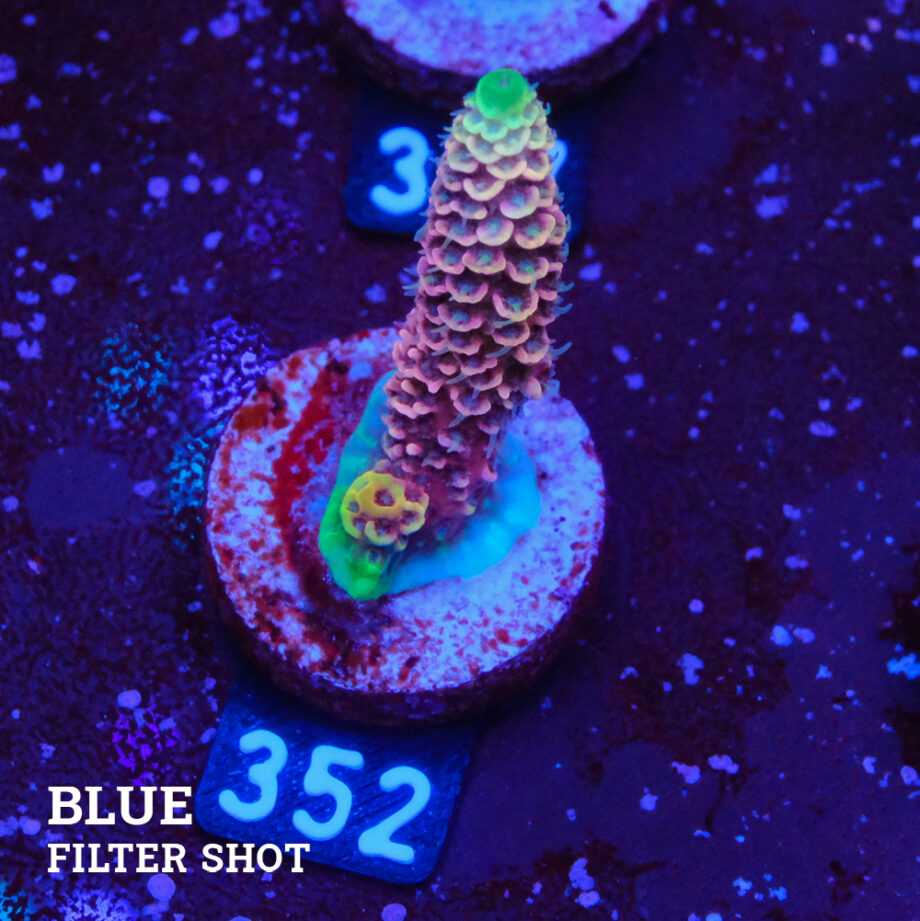Acropora Millepora 'Snowy Mountain'