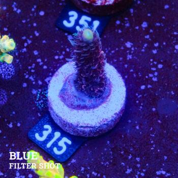 Acropora Millepora 'Pink & Blue Polyp