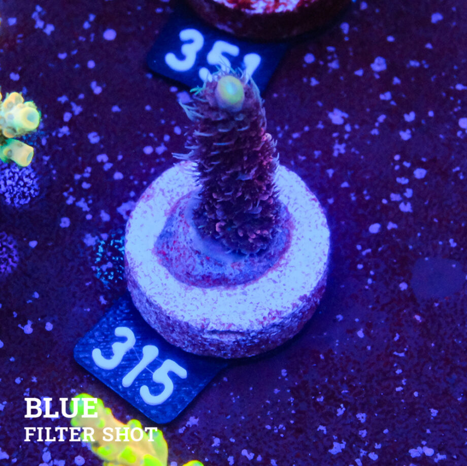 Acropora Millepora 'Pink & Blue Polyp'