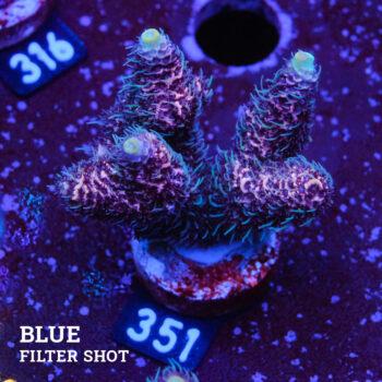 Acropora Millepora 'Pink & Blue Polyp'