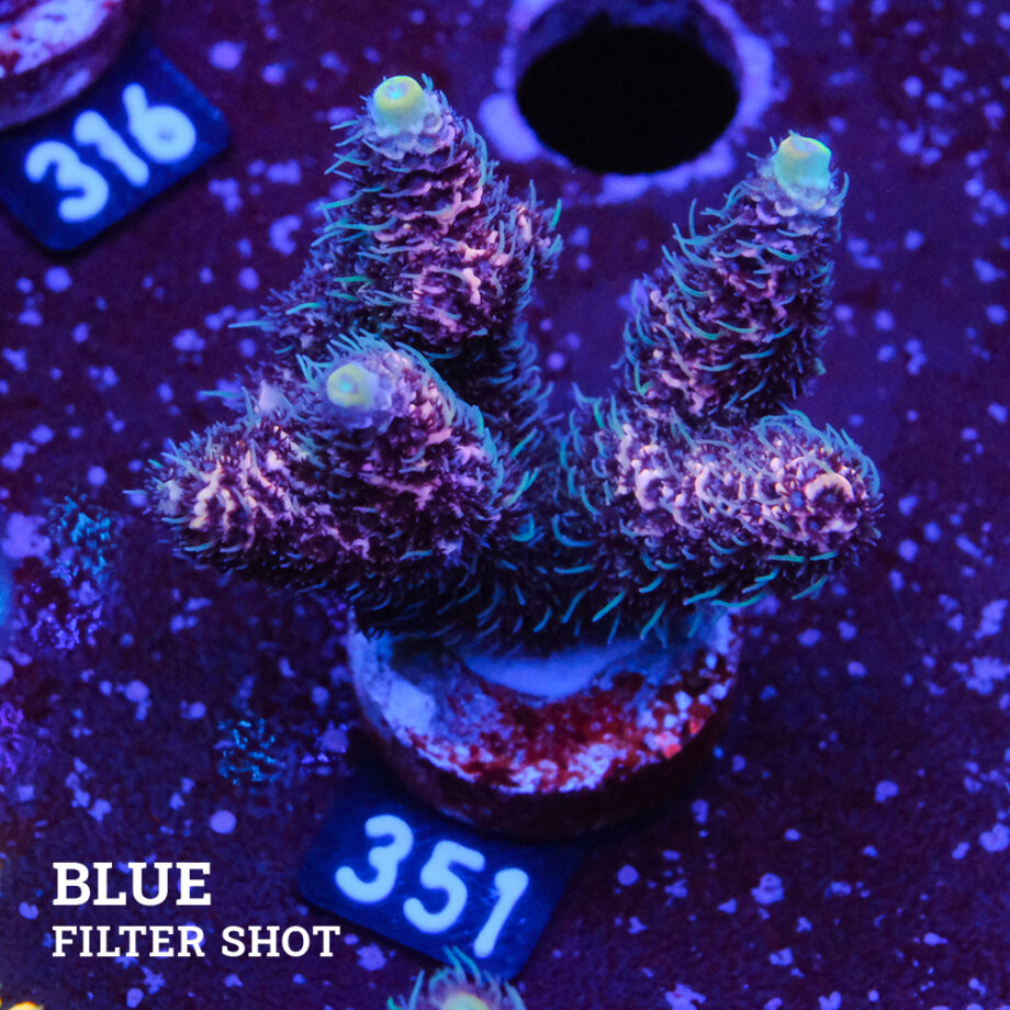 Acropora Millepora 'Pink & Blue Polyp