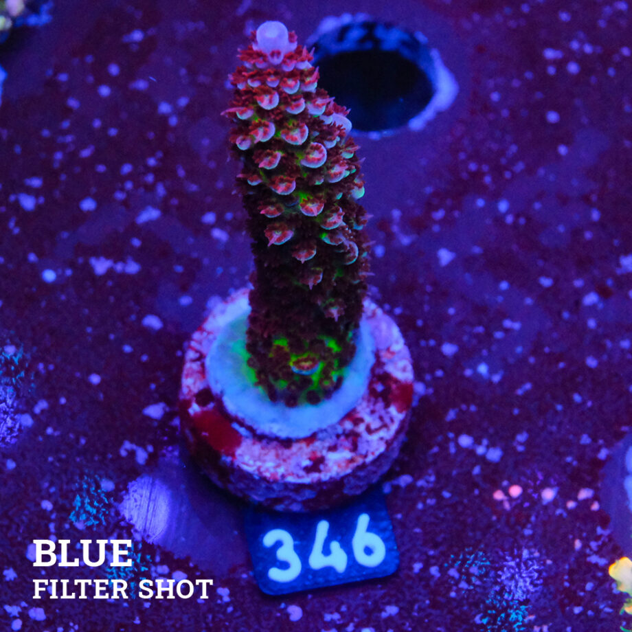 Acropora 'Fluo Bicolor II'