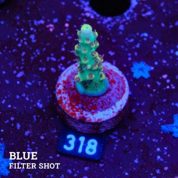 Acropora 'Yellow & Blue'