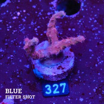 Acropora 'Ugly Duckling'